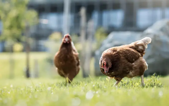 AKI Family Resort PLOSE