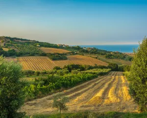 Colline marchigiane