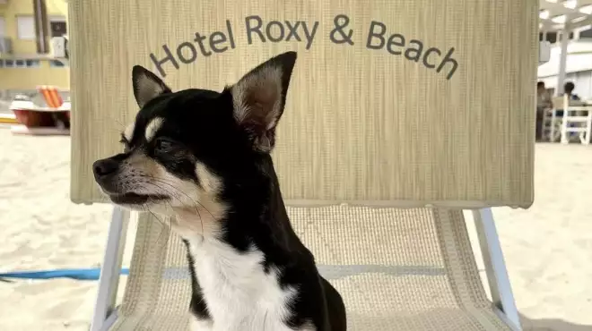 June at our PRIVATE BEACH with your dog 🐶