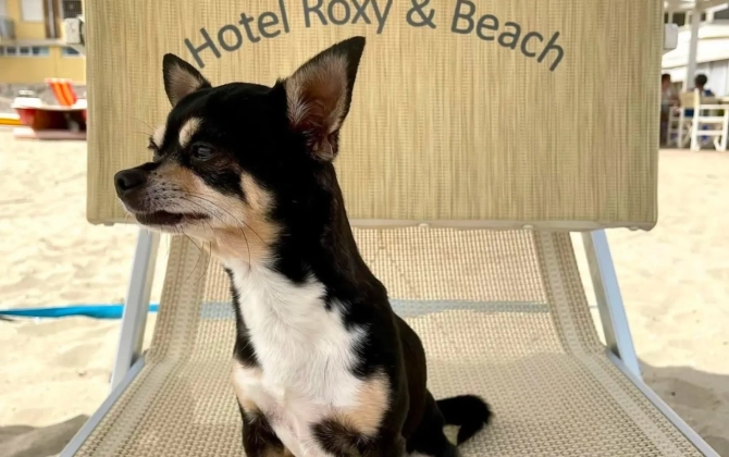Hotel Roxy&Beach