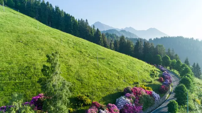 Rododendri e Narcisi, idee per un week end a 1 ora da Milano Torino e Genova